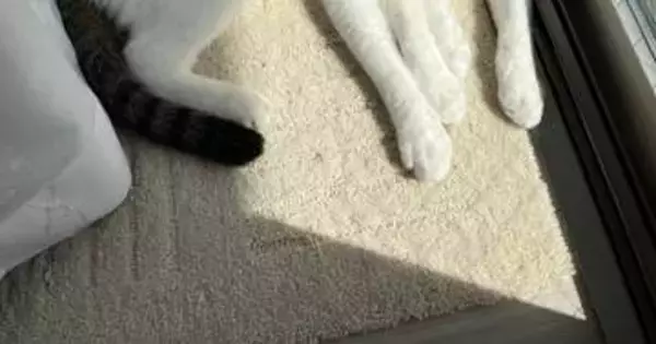 「頭が2つの猫」にネット驚き⇒完璧な一体化に「溶け合ってますね」「やはり液体」の声