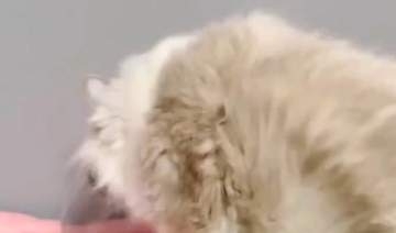猫が“液体化”するとこうなる⇒その瞬間に「プロ名乗れる」「軽やか」
