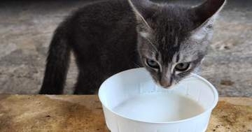 ミルクを飲むたびに子猫のおなかが… 飼い主がSNSで相談⇒コメント欄が“子猫のぽんぽこりん祭り”に