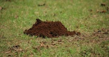 白神山地で幻の「ミズラモグラ」が発見⇨あまりにも「ぬいぐるみすぎる」と大反響