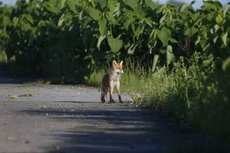東京23区で「キツネ」目撃⇨もし寄生虫に感染すると人の肝臓はこうなる…触らなくても危険な「エキノコックス」
