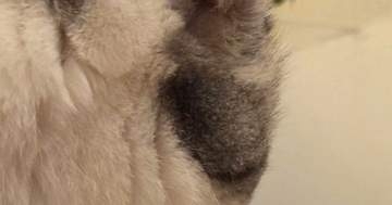 猫の謎すぎる“水分補給”に爆笑⇒水を舐めてるもう1匹の頭を...「間接的に補給？」「養分あるのかも」
