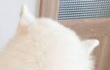 「サモエド、あまりにもデカすぎる…。飼い主との比較画像に「シロクマさんのよう」と驚きの声」の画像1