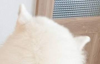サモエド、あまりにもデカすぎる…。飼い主との比較画像に「シロクマさんのよう」と驚きの声