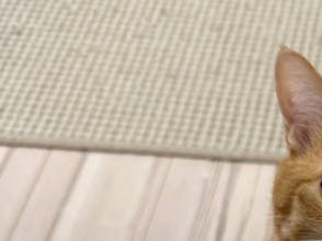 飼い主の膝で“爪チラ見せ”…⇨上目遣いでおねだりする愛猫に「研いでみたいにゃ」「では、参ります」の声