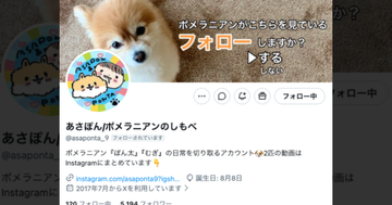 ポメラニアンが飼い主に“猛抗議”⇒独特すぎる鳴き声に「ヘムヘムにしか聞こえない」「24時間文句聞きたい」