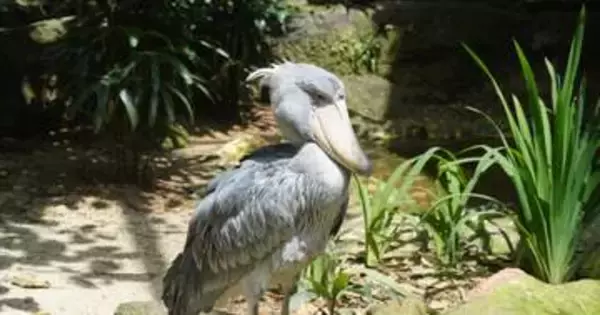 跳びます！豪快に羽を広げるハシビロコウ・フドウの姿に「カッコいい！」「決意に満ちたお顔」の声