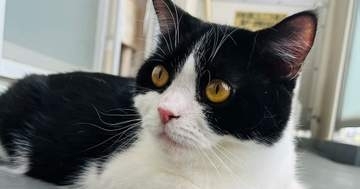 天気予報が気になる猫、画面に向かって突然の“一撃”⇒気象予報士本人が「痛っ！」と反応