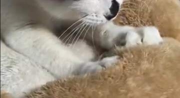 飼い主手作りの“スナフキン帽子”をかぶった白黒猫⇨ふみふみご機嫌な姿に「すべてが可愛い」の声続出