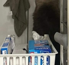 夜中、キッチンで愛猫が...⇒洗い物してる？その背中に「踏み台買ってあげて」の声