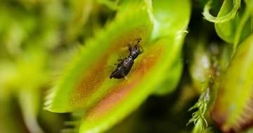 怖すぎる！食虫植物の“赤い口”で埋め尽くされた家⇨「殺気を感じる」「ハエ地獄」