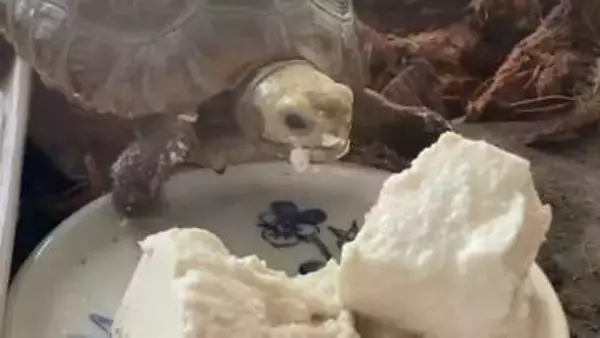 カメに豆腐を与えたら…⇨頭突きをして食べる姿に「豆腐のカドに頭をぶつけるってやつですね」と爆笑