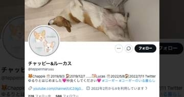 コーギーが913匹の大群になると...⇒もはや「秋のパン祭り」だった