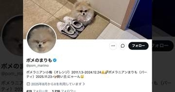 落ち葉を見つけたポメラニアン、“表情”が一変⇒大興奮の4連写に「落ち葉モンスター」「楽しそうすぎる」と反響