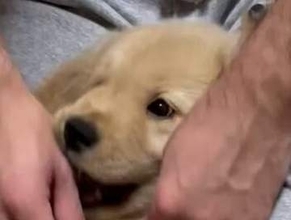 生後2カ月の子犬、1歳になった姿を比べたら…⇒驚きの成長ぶりに「まだ子犬ですって顔してる」「伸び伸び育っててw」