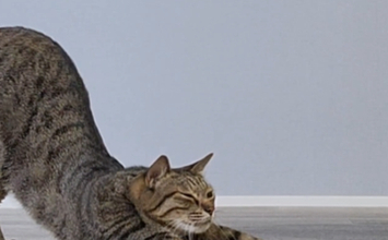 愛猫の「撫でて〜」の“おねだり体勢”が尊すぎる⇨撫でられ“とろける”様子に「幸せ」「完璧な需要と供給」の声