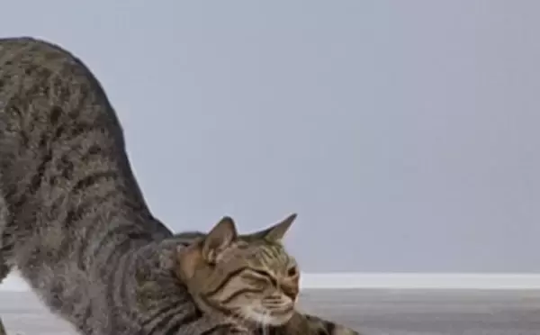 愛猫の「撫でて〜」の“おねだり体勢”が尊すぎる⇨撫でられ“とろける”様子に「幸せ」「完璧な需要と供給」の声