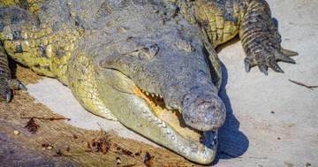 体重およそ400キロ、体長4メートル超の巨大ワニ、洪水で「川に逃げる恐れ」。タイの寺院で緊急移送