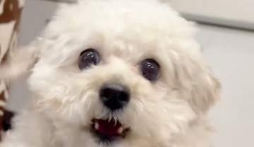 飼い主が携帯を落としかけた瞬間…⇨「危ない！」全力で救おうとする愛犬に「賢すぎる」「動体視力すごい」の声