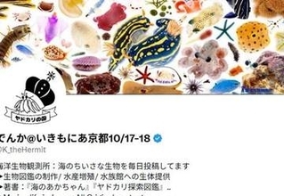 カラフルな“グミ”のような貝の赤ちゃん⇨パタパタ泳ぐ光景に「総天然色のおはじき」「海の宝石箱」と反響