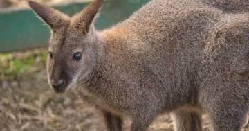 赤ちゃんカンガルーの「初めて」が可愛すぎる！⇨「目がきゅるんきゅるん」「早く会いたい」と反響