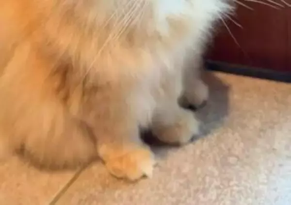 猫は妻の帰り“だけ”を待ちわびる⇒夫を完全にスルーしたラガマフィンのしょんぼり顔に「パパさんも思い出してあげて～w」