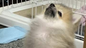 愛犬の“胸毛”、4年半経つとこうなる⇨「戦闘能力が100増えた」「成長が順調すぎるw」