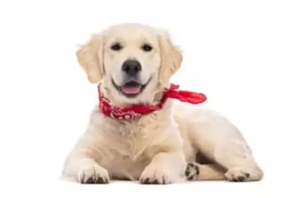 犬が凍った池に転落⇒消防士が氷の中を泳いで救出。「ヒーローだ」と称賛の声（アメリカ）