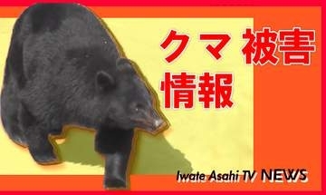 クマに牛の餌を食べられる被害【岩手・遠野市】