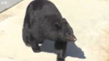 クマ被害か　住宅敷地内の飼い犬死ぬ【岩手・軽米町】