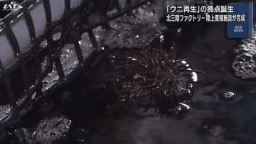 ウニの陸上養殖施設が完成【岩手・洋野町】