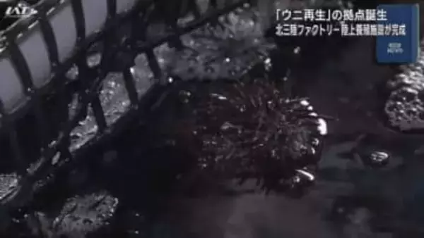 ウニの陸上養殖施設が完成【岩手・洋野町】