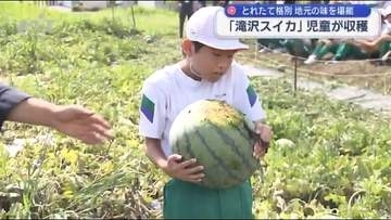 小学生が地元特産のスイカを収穫【岩手・滝沢市】