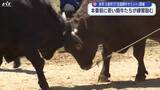 「全国闘牛サミットでのデビューに向けて牛たちが力比べ！　平庭闘牛わかば場所開催」の画像1
