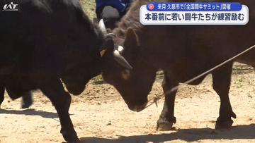全国闘牛サミットでのデビューに向けて牛たちが力比べ！　平庭闘牛わかば場所開催