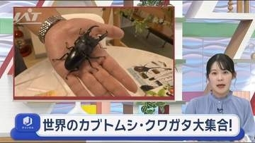 世界のカブトムシとクワガタに触れる【岩手・宮古市】