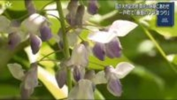 藤島のフジまつり　多くの家族連れなどでにぎわう【岩手・一戸町】