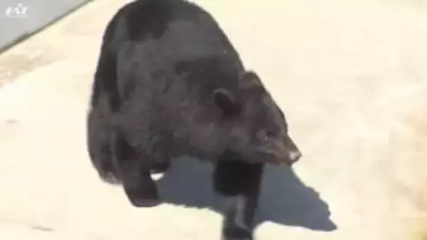 県内全域でクマ出没多数相次ぐ　大槌町では猟友会がクマに襲われけが　宮古市や盛岡市や陸前高田市、大船渡市でもクマ出没【岩手】