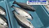 「トラウトサーモンが今シーズン初めての水揚げ【岩手・宮古市】」の画像1