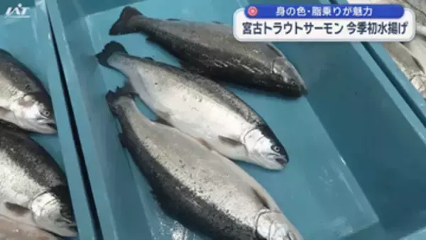 トラウトサーモンが今シーズン初めての水揚げ【岩手・宮古市】