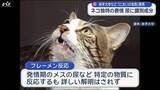 「岩手大学などがネコの「においの名刺」発見【岩手】」の画像1