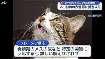 岩手大学などがネコの「においの名刺」発見【岩手】