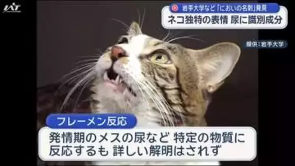 岩手大学などがネコの「においの名刺」発見【岩手】