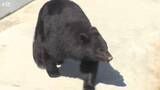 「【速報】北上市　クマの目撃情報」の画像1