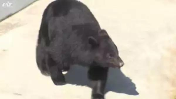 【速報】北上市　クマの目撃情報