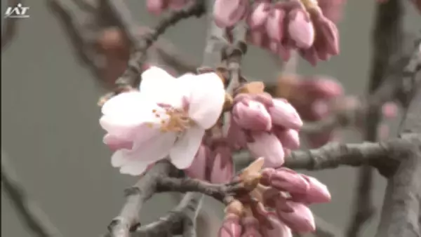 平泉町でサクラ開花宣言　盛岡市の石割桜はもうすぐ【岩手】