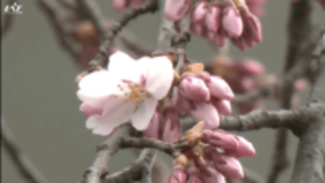 平泉町でサクラ開花宣言　盛岡市の石割桜はもうすぐ【岩手】