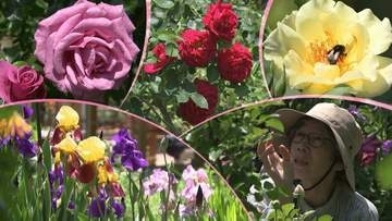 100種類を超えるバラの花が訪れた人を魅了するオープンガーデン　今週末と来週末中心に開催　岩手・奥州市