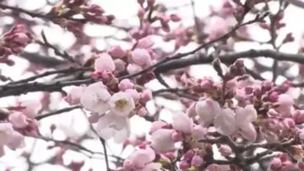 奥州市で2025年より6日早いサクラ開花宣言　水沢公園では桜まつり始まる　岩手