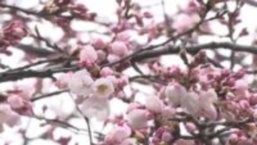 奥州市で2025年より6日早いサクラ開花宣言　水沢公園では桜まつり始まる　岩手